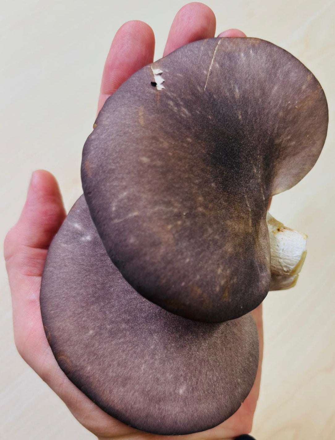 Abalone Oyster  Mushrooms  (150g )