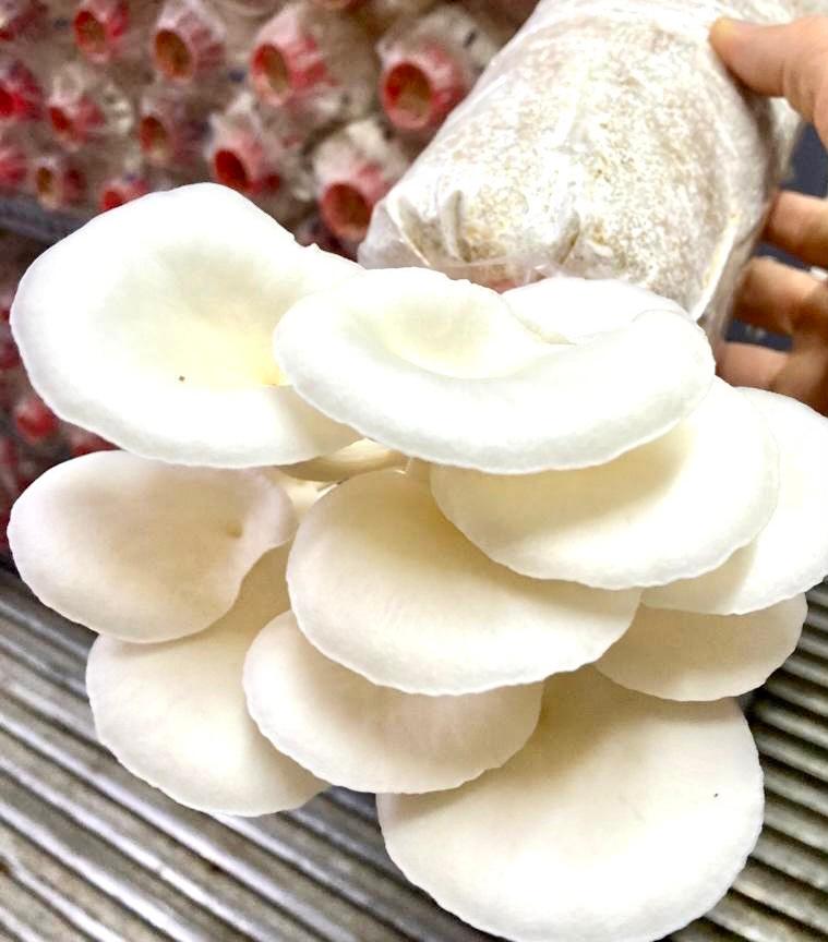 Pearl Oyster  Mushrooms  (150g )
